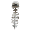 Dinosaur Skeleton T-Rex Hoodie Costume for Adults, product photo 3 on a white background